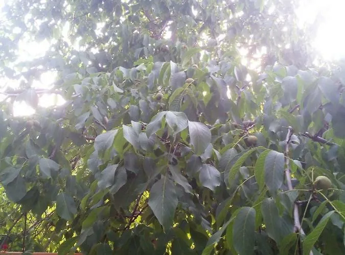 Jaktstuga Kampi Double Storey House In The Village Nicosia